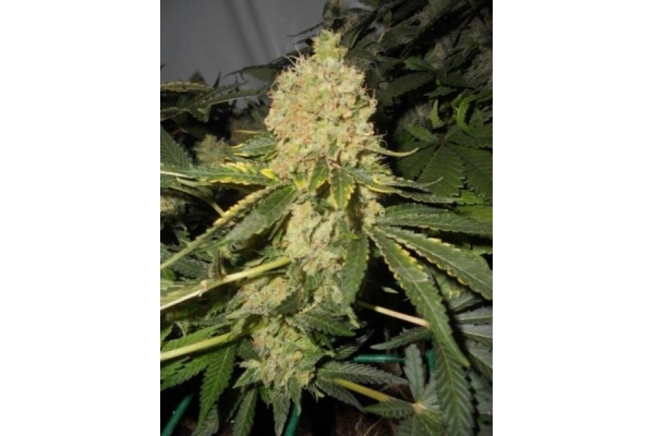 Royal Moby (Royal Queen Seeds) feminized