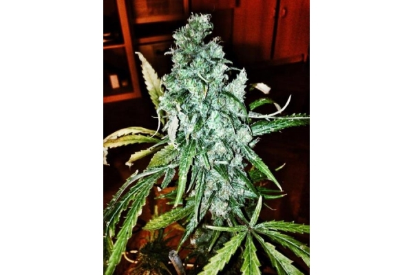 Royal Moby (Royal Queen Seeds) feminized