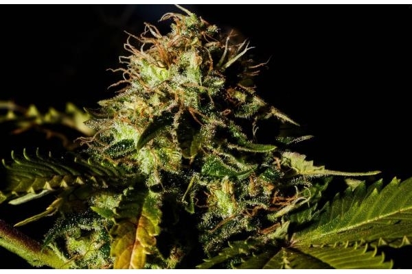 Royal Moby (Royal Queen Seeds) feminized