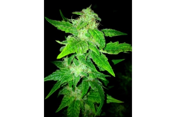 OG Kush (Royal Queen Seeds) feminized