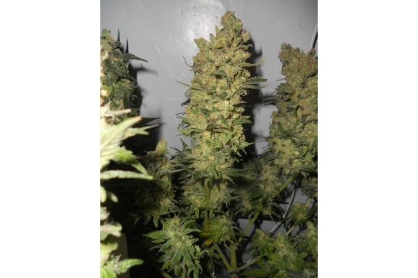 OG Kush (Royal Queen Seeds) feminized