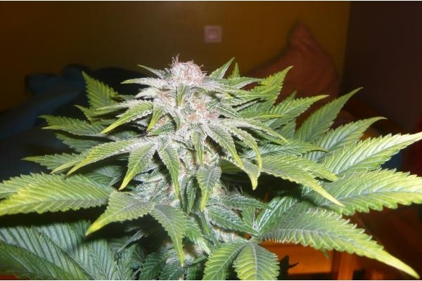 OG Kush (Royal Queen Seeds) feminized
