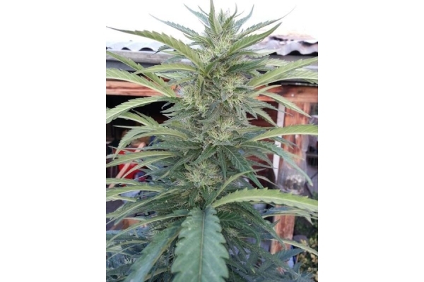 OG Kush (Royal Queen Seeds) feminized