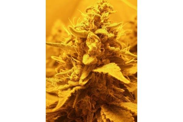 OG Kush (Royal Queen Seeds) feminized