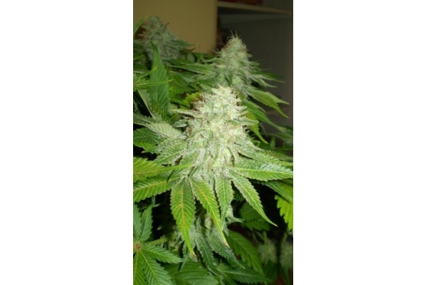 OG Kush (Royal Queen Seeds) feminized