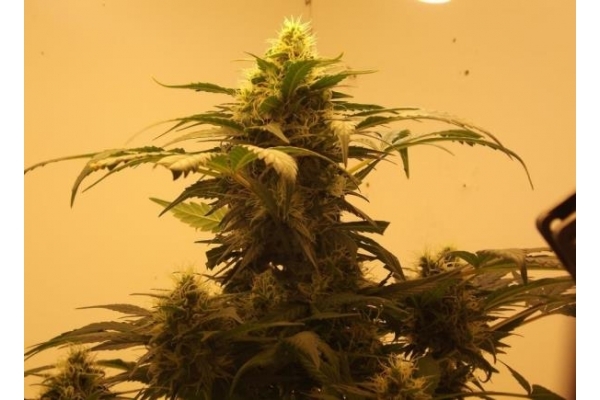 Royal Dwarf Autoflower (Royal Queen Seeds) feminized Royal Dwarf Autoflower (Royal Queen Seeds) feminized