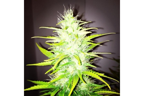 Royal Dwarf Autoflower (Royal Queen Seeds) feminized Royal Dwarf Autoflower (Royal Queen Seeds) feminized