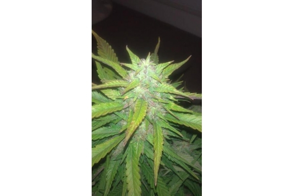 Royal Dwarf Autoflower (Royal Queen Seeds) feminized Royal Dwarf Autoflower (Royal Queen Seeds) feminized