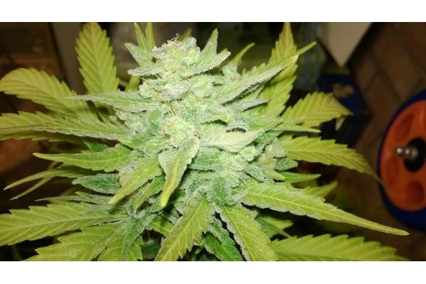 Royal Dwarf Autoflower (Royal Queen Seeds) feminized Royal Dwarf Autoflower (Royal Queen Seeds) feminized