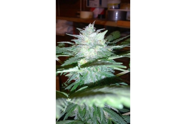 Royal Dwarf Autoflower (Royal Queen Seeds) feminized Royal Dwarf Autoflower (Royal Queen Seeds) feminized
