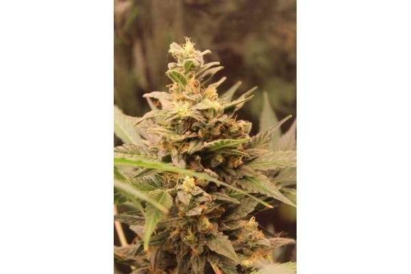 Easy Bud Autoflower (Royal Queen Seeds) feminized Easy Bud Autoflower (Royal Queen Seeds) feminized