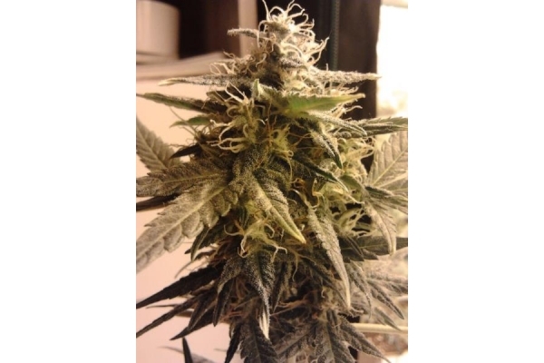 Easy Bud Autoflower (Royal Queen Seeds) feminized Easy Bud Autoflower (Royal Queen Seeds) feminized