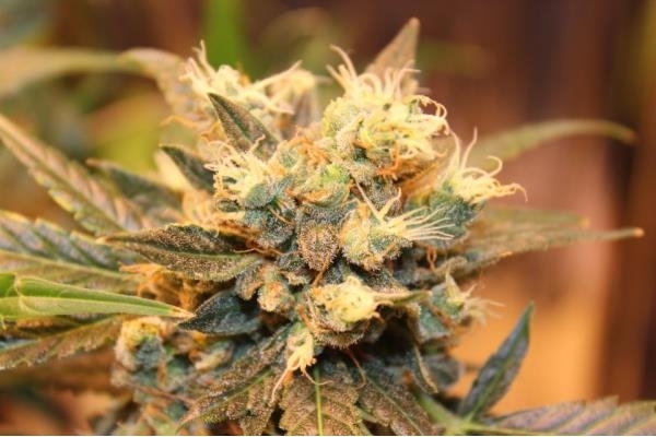 Easy Bud Autoflower (Royal Queen Seeds) feminized Easy Bud Autoflower (Royal Queen Seeds) feminized