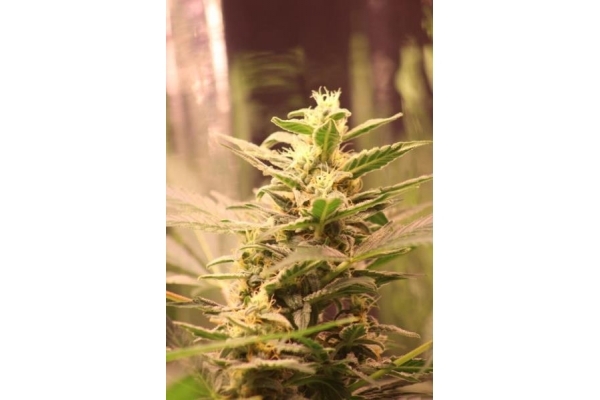 Easy Bud Autoflower (Royal Queen Seeds) feminized Easy Bud Autoflower (Royal Queen Seeds) feminized