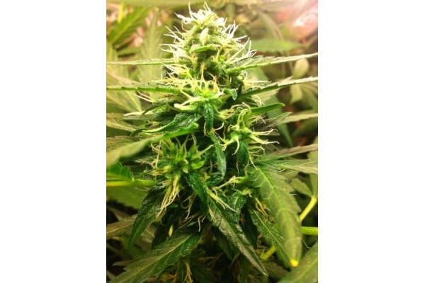 Quick One Autoflower (Royal Queen Seeds) feminized Quick One Autoflower (Royal Queen Seeds) feminized