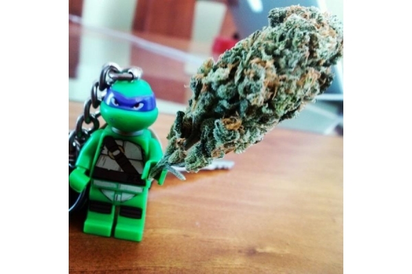 Quick One Autoflower (Royal Queen Seeds) feminized Quick One Autoflower (Royal Queen Seeds) feminized