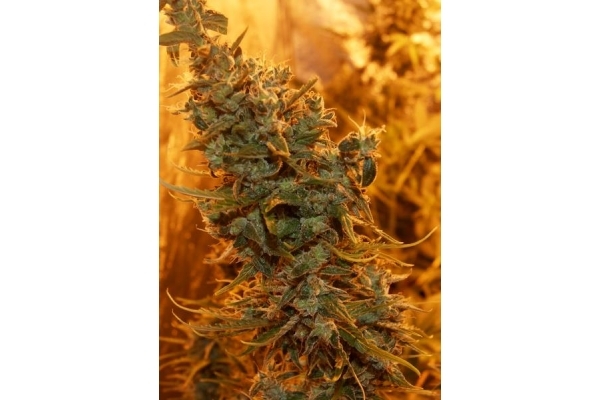 Royal Critical Autoflower (Royal Queen Seeds) feminized