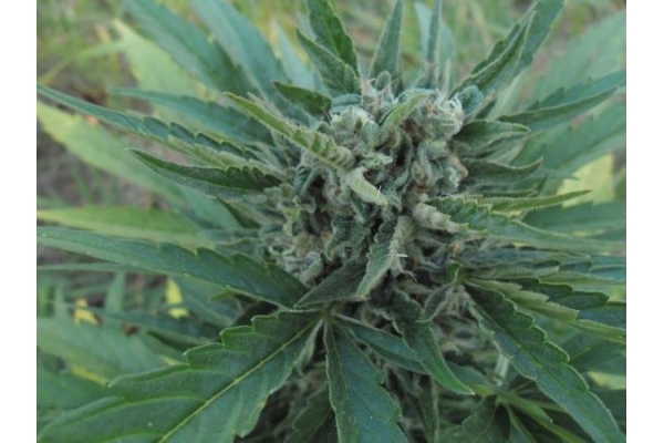 Royal Critical Autoflower (Royal Queen Seeds) feminized Royal Critical Autoflower (Royal Queen Seeds) feminized