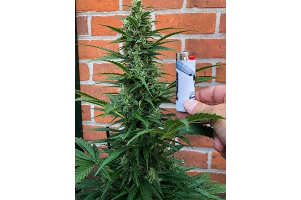Northern Light Autoflower (Royal Queen Seeds) feminized Northern Light Autoflower (Royal Queen Seeds) feminized
