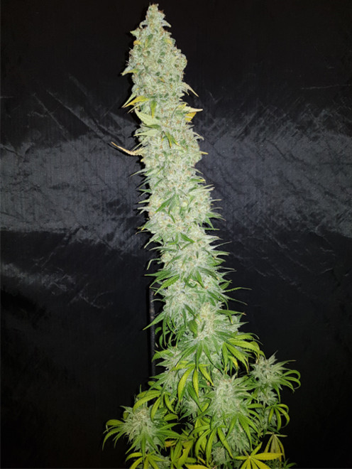 Northern Light Blue (Delicious Seeds) feminized