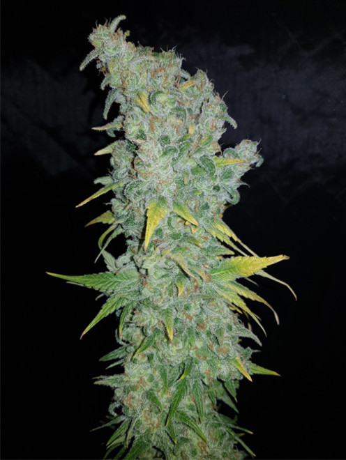 Northern Light Blue (Delicious Seeds) feminized