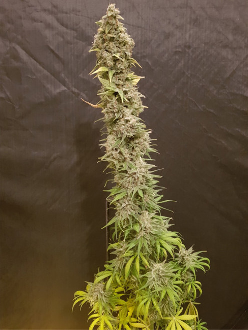 Northern Light Blue (Delicious Seeds) feminized