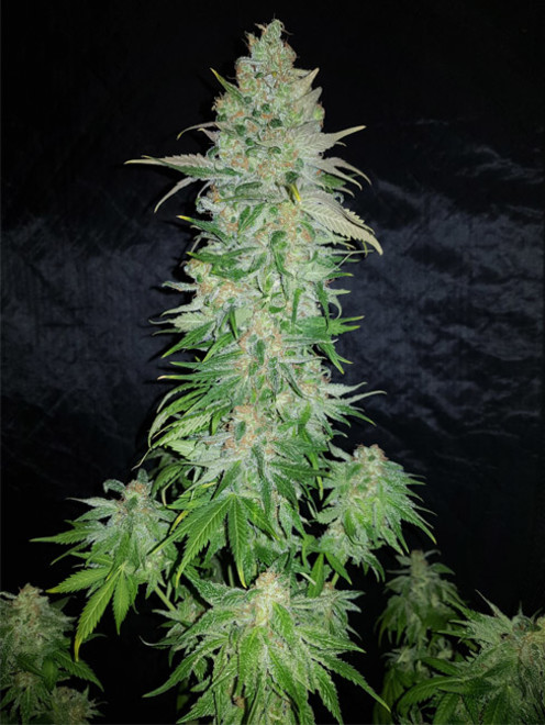 Northern Light Blue (Delicious Seeds) feminized