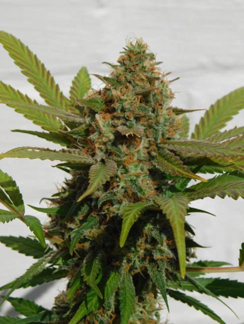 Raspberry Cough (Nirvana) feminized Raspberry Cough (Nirvana) feminized