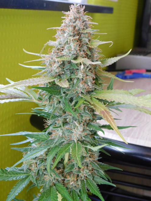 Raspberry Cough (Nirvana) feminized Raspberry Cough (Nirvana) feminized