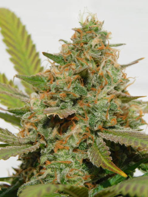 Raspberry Cough (Nirvana) feminized Raspberry Cough (Nirvana) feminized