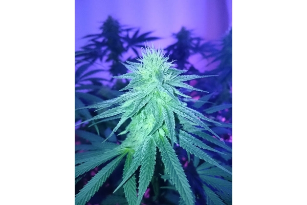 Haze Berry (Royal Queen Seeds) feminized