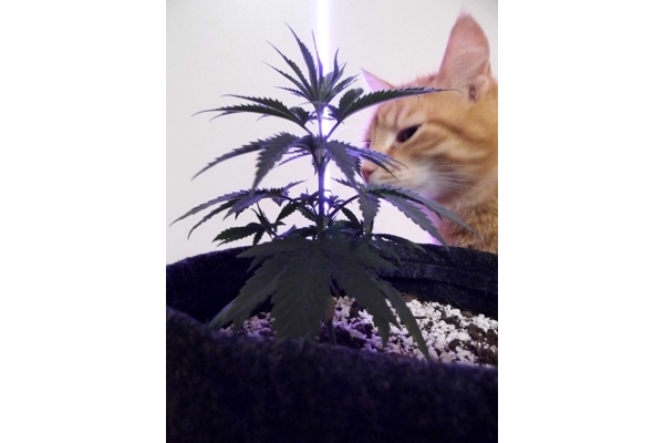 Haze Berry (Royal Queen Seeds) feminized