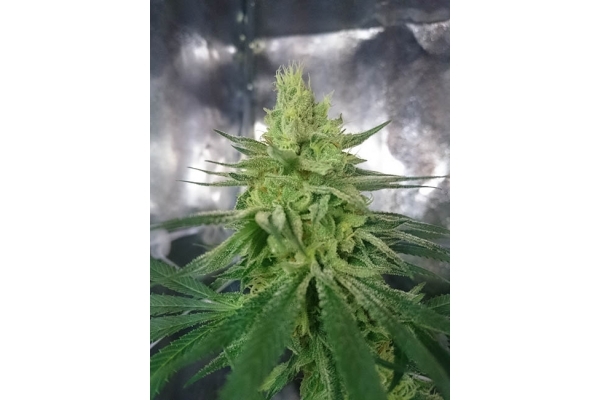 Haze Berry (Royal Queen Seeds) feminized