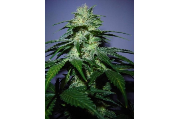 Nepal Jam (ACE Seeds) feminized Nepal Jam (ACE Seeds) feminized