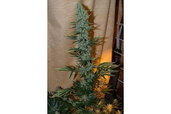 Nepal Jam (ACE Seeds) feminized Nepal Jam (ACE Seeds) feminized