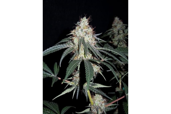 Nepal Jam (ACE Seeds) feminized Nepal Jam (ACE Seeds) feminized