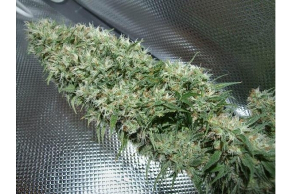 Orient Express (ACE Seeds) feminized
