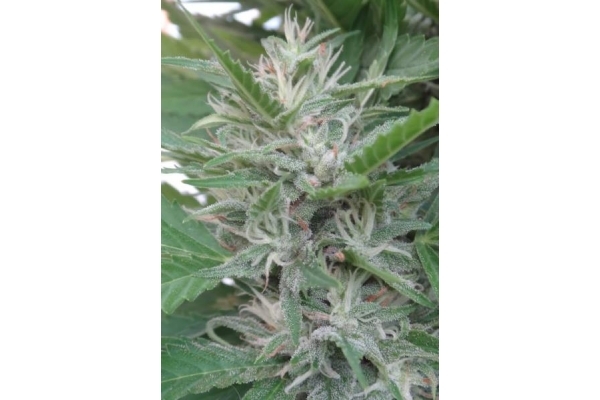 Orient Express (ACE Seeds) feminized