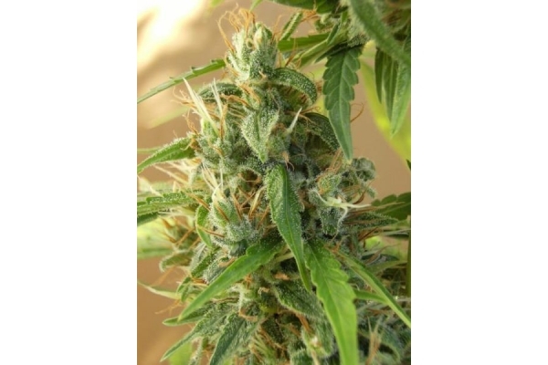 Panama (ACE Seeds) feminized