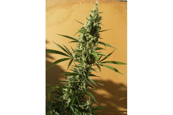 Panama (ACE Seeds) feminized