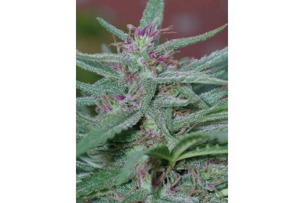 Panama (ACE Seeds) feminized