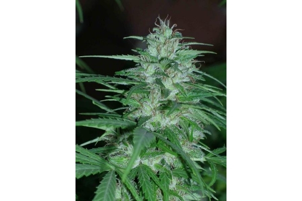 Panama (ACE Seeds) feminized