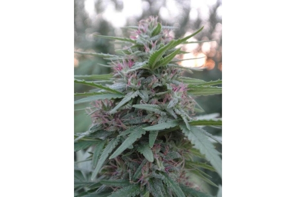 Panama (ACE Seeds) feminized