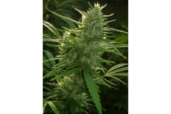 Panama (ACE Seeds) feminized