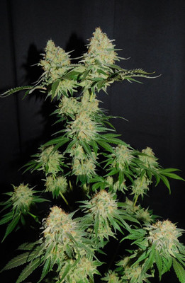 Spliff's Strawberry (Spliff Seeds) feminized