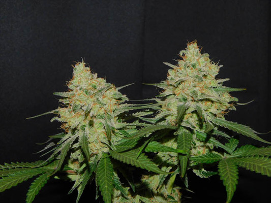 Spliff's Strawberry (Spliff Seeds) feminized