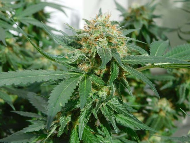 LA Affie (Cali Connection) feminized LA Affie (Cali Connection) feminized