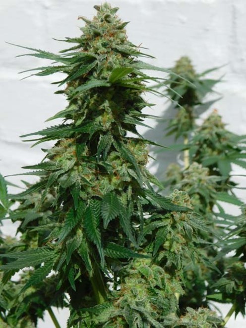 LA Affie (Cali Connection) feminized LA Affie (Cali Connection) feminized