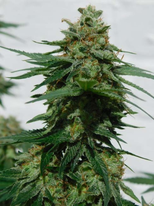 LA Affie (Cali Connection) feminized LA Affie (Cali Connection) feminized