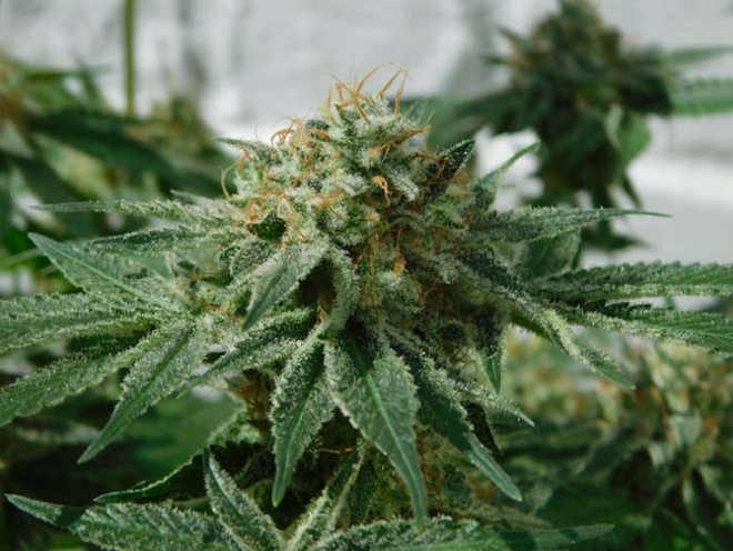 LA Affie (Cali Connection) feminized LA Affie (Cali Connection) feminized